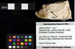 Foto (Objket + Etiketten) von Decapoda indet. 